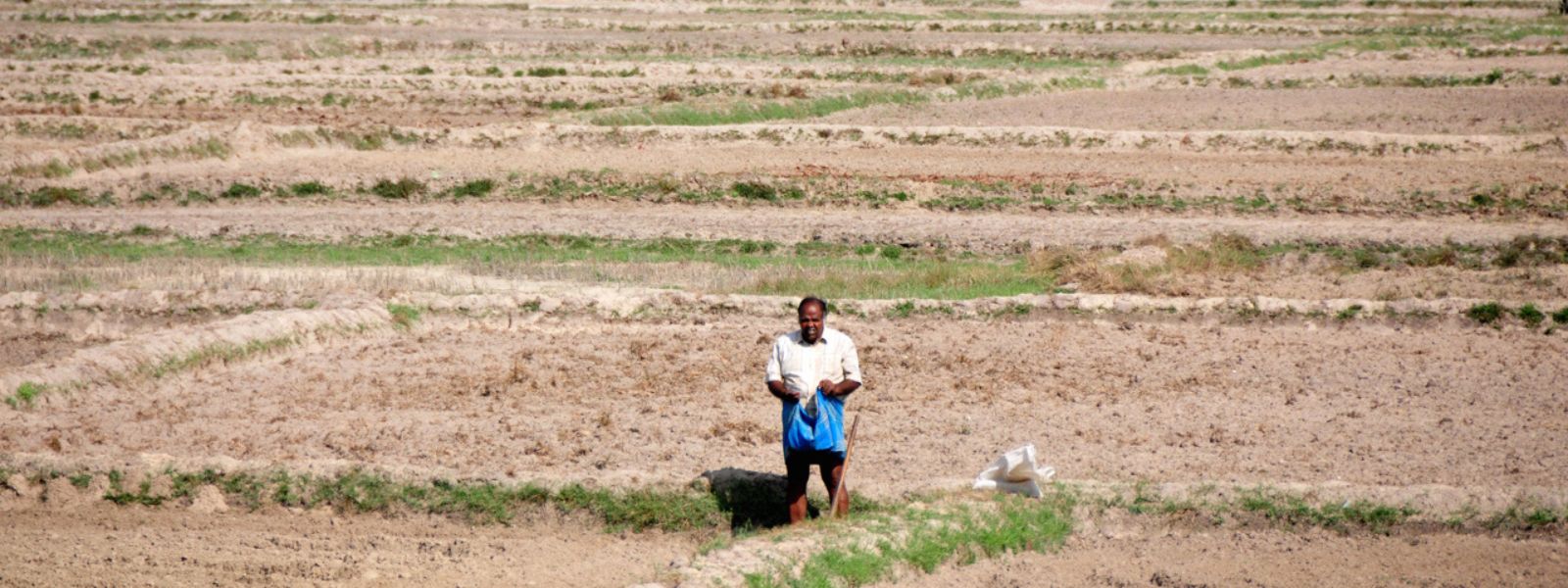 14,000 acres of crops destroyed due to dry weather